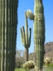 PICTURES/Picacho Peak & Casa Grande/t_Picacho Peak - Saguaro1.JPG